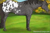 Horse Color:Smoky Black Ice Appaloosa 