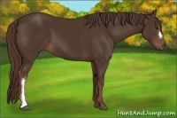 Horse Color:Liver Chestnut