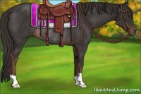 Horse Color:Liver Chestnut Rabicano 