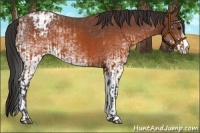 Horse Color:Brown Blanket  and White Spotted Brown Blanket 