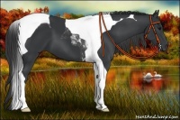 Horse Color:Black Tobiano 