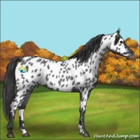 Horse Color:Blue Roan Appaloosa 