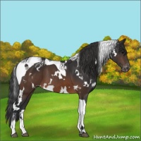 Horse Color:White Spotted Brown Tobiano Varnish 