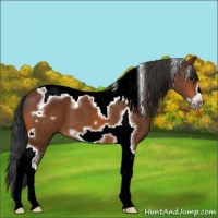 Horse Color:Bay Tobiano Frame 