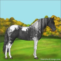 Horse Color:Black Tobiano Rabicano