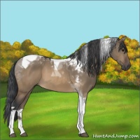 Horse Color:Brown Dun Tobiano 
