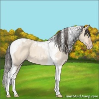 Horse Color:Amber Champagne Dun Tobiano 