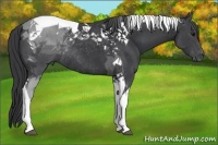 Horse Color:Black Tobiano Rabicano 