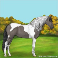 Horse Color:Grullo Tobiano