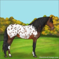 Horse Color:Bay Appaloosa 