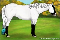 Horse Color:Silver Smoky Creme Splash
