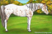 Horse Color:Bay Splash Tobiano Appaloosa  and Gray Bay Splash Tobiano Appaloosa 