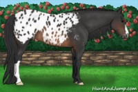 Horse Color:Brown Appaloosa 