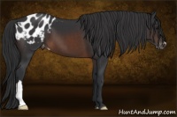 Horse Color:Brown Appaloosa 