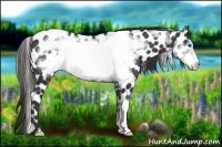 Horse Color:Liver Chestnut Frame Appaloosa 