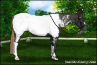 Horse Color:Liver Chestnut Appaloosa 