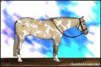 Horse Color:White Spotted Chocolate Palomino Dun