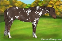 Horse Color:White Spotted Liver Chestnut 
