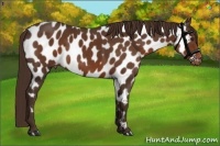 Horse Color:Liver Chestnut Appaloosa 