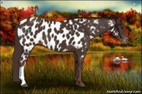 Horse Color:Liver Chestnut Near Leopard 