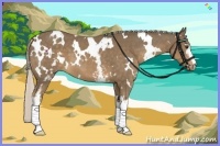 Horse Color:White Spotted Chocolate Palomino 