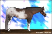 Horse Color:White Spotted Liver Chestnut 