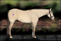 Horse Color:Sable Cream Champagne Dun Sabino 