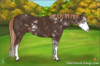 Horse Color:Liver Chestnut Sabino Splash 
