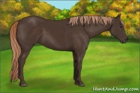Horse Color:Liver Chestnut Sabino