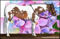 Horse Color:White Spotted Bay Tobiano 