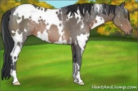 Horse Color:White Spotted Brown Ice