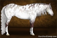 Horse Color:Chocolate Silver Bay Chinchilla Near Leopard 