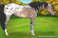Horse Color:Bay Ice Roan Appaloosa 
