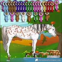 Horse Color:Bay Roan Splash Appaloosa