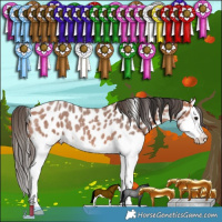 Horse Color:Bay Roan Splash Leopard 