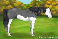 Horse Color:Blue Roan Splash 
