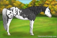 Horse Color:Blue Roan Splash Appaloosa 