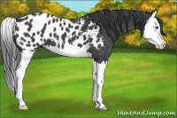 Horse Color:Blue Roan Splash Appaloosa 