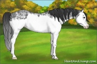 Horse Color:Blue Ice Roan Splash 