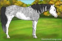 Horse Color:Blue Ice Roan Splash Rabicano 
