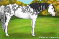 Horse Color:Blue Roan Splash Appaloosa