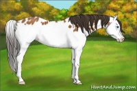 Horse Color:Bay Splash Near Leopard 