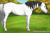Horse Color:Black Splash Appaloosa 
