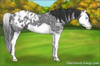 Horse Color:Black Ice Splash Appaloosa 