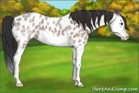 Horse Color:Bay Ice Roan Splash Appaloosa 