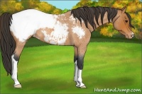 Horse Color:Bay Roan Near Fewspot 