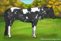 Horse Color:White Spotted Black Chinchilla Tobiano 