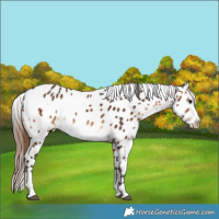 Horse Color:Brown Near Leopard