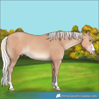 Horse Color:Silver Amber Champagne