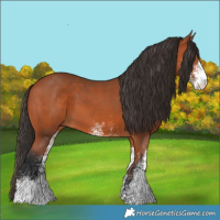 Horse Color:White Spotted Bay 